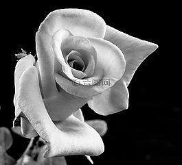 玫瑰,花,開花