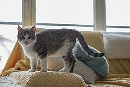 年轻,小猫,宝贝猫