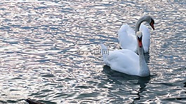 湖,蒙特勒,suisse
