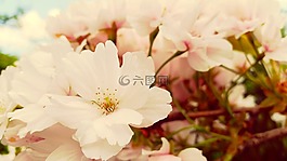 鮮花,春天,性質(zhì)
