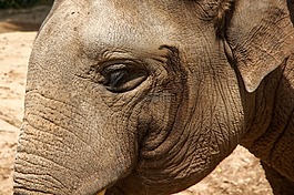 象,動物園,眼