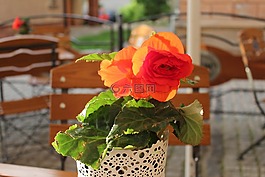 花,性質(zhì),植物