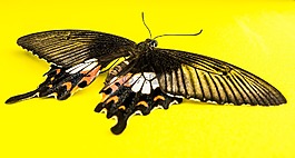 蝴蝶,昆蟲