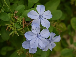 鮮花,紫色,自然