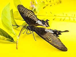 蝴蝶,昆蟲