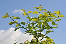 葉,天空,分支機(jī)構(gòu)
