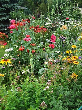 夏季鮮花,花園,豐富多彩