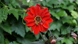 花,蜜蜂,廠