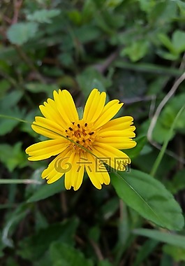 花,黄色,棕色