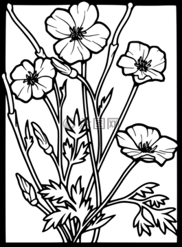 罌粟,自然,花