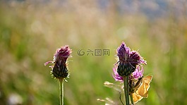 花,性質(zhì),水飛薊