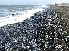海洋,海,海灘