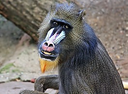 猴子,動(dòng)物園,動(dòng)物世界