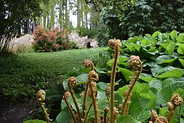 綠色,花園,廠