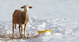 羊,雪,冬天