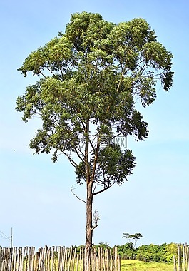 飛行,天空,性質