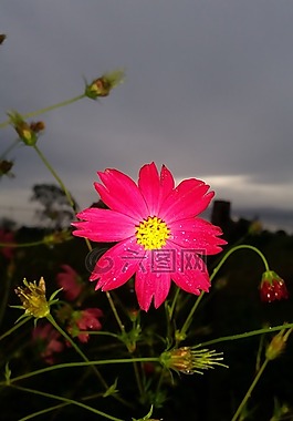 花,紅色,黃色