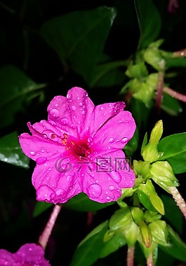 花,花蜜,粉紅色