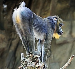 猴子,動(dòng)物園,動(dòng)物世界
