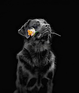 狗,花,对实验室