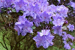 開(kāi)花,花,紫