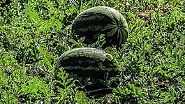 西瓜,植物,水果