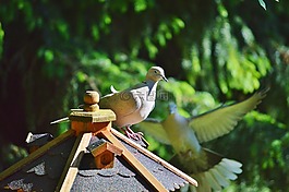 鴿子,鳥(niǎo),捉住了