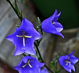 性質,花,藍色