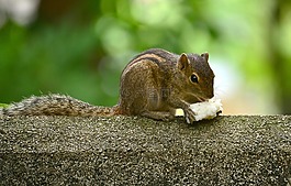 松鼠,動物,野生動物