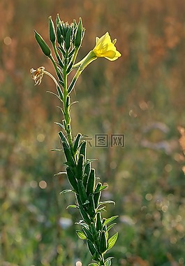 报春花,寻常型,花