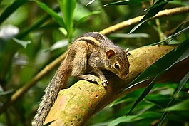 松鼠,動物,野生動物