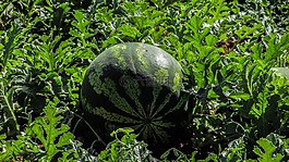 西瓜,植物,水果