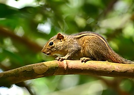 松鼠,動物,野生動物