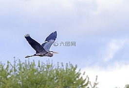 白鷺,鳥,野生動物