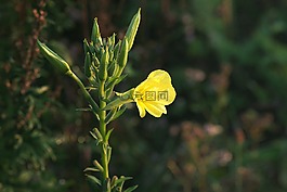 报春花,寻常型,花