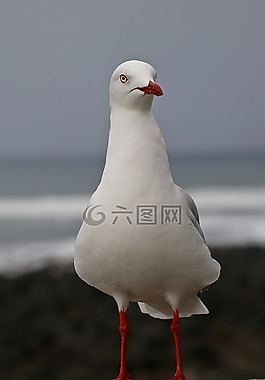 銀色的海鷗,鳥,海鳥