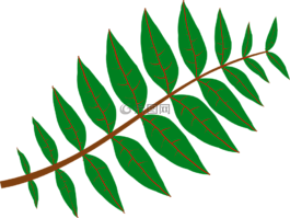 葉子,植物,綠色