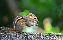 松鼠,動物,野生動物