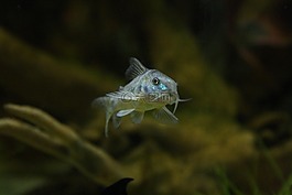 裝甲鯰魚(yú),魚(yú),水族館