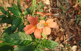 花,紅色,植物區(qū)系