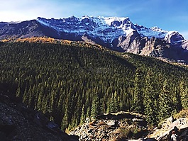 森林,山,景觀