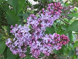鮮花,丁香,紫色