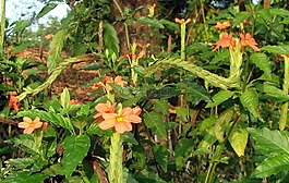 花,紅色,植物區(qū)系