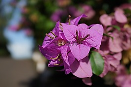 花,植物區(qū)系,自然