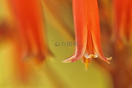 花,鮮花,性質