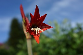 自然,花,戶外