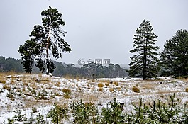 雪,海德,樹(shù)木