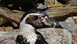 企鵝,可愛,鳥