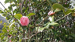 粉红色,康乃馨,鲜花