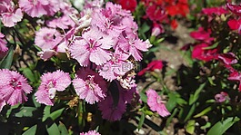 鮮花,自然,粉紅色